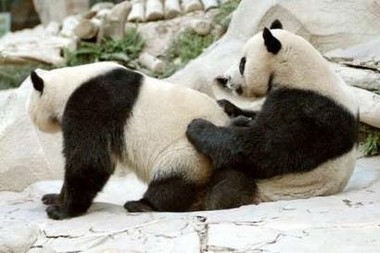 Panda se faisait Bobonne