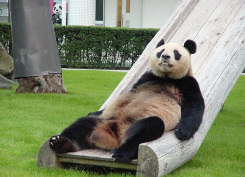Panda faisait du toboggan
