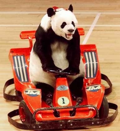 Panda faisait du karting