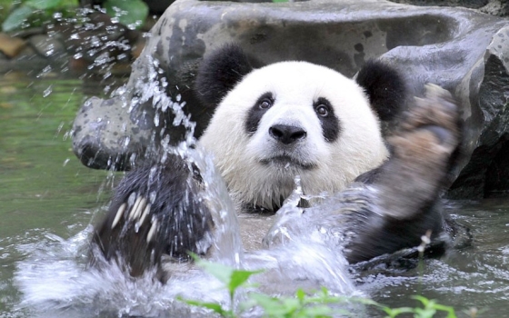 Panda allait à la piscine