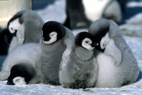 Ouvrez une garderie sur votre site. Pingouin pourra passer si ses petits sont en sureté !