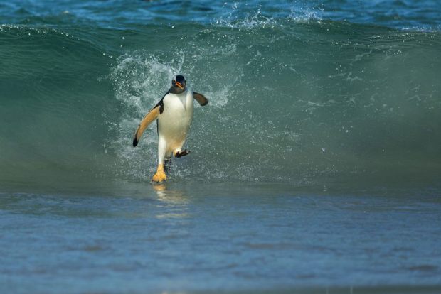 Les cours de surf (pour les pingouins qui commencent à s'habituer au réchauffement).